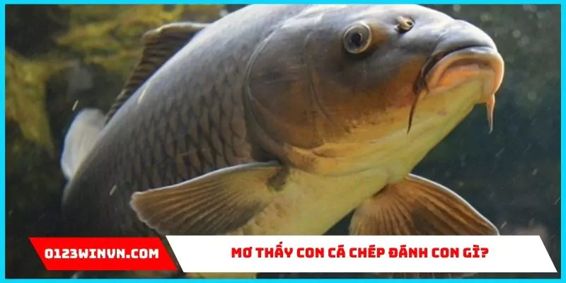 Mơ thấy con cá chép đánh con gì? Giải mã chi tiết Mơ thấy con cá chép đánh con gì?