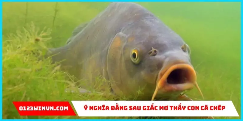 Ý nghĩa đằng sau giấc mơ thấy con cá chép Ý nghĩa giấc mơ thấy con cá chép