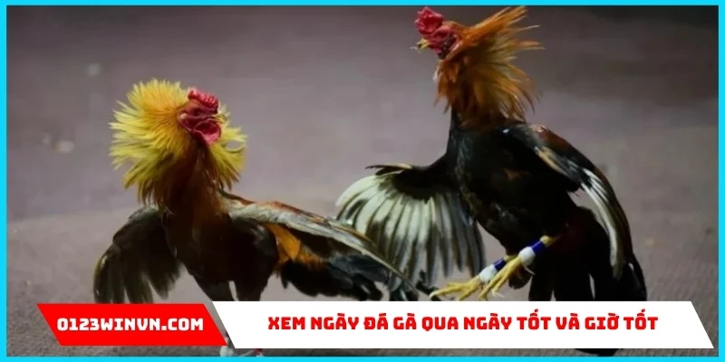 Cách xem ngày đá gà siêu chuẩn của chuyên gia 0123Win Xem ngày đá gà qua ngày tốt và giờ tốt